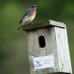 Adopt A Bluebird Box